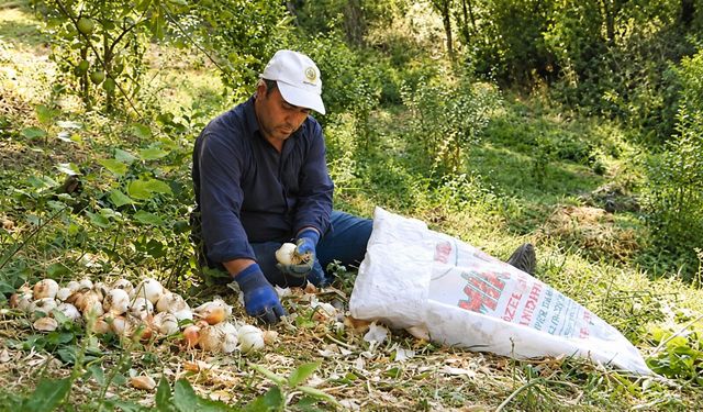 Hakkari köylerinde kışlık soğan hasadı başladı