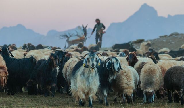 Hakkari'deki göçerlerin iki ay sürecek dönüş yolculuğu başladı