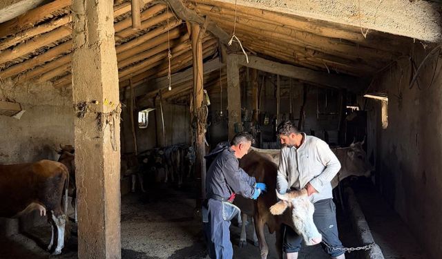 Hakkari’de hayvan sağlığı için ekipler sahada