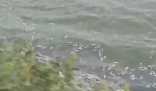 Pamukçay Barajı'nda toplu balık ölümü