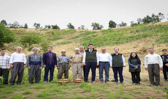 Hakkari bağlarında üzüm hasadı başladı!