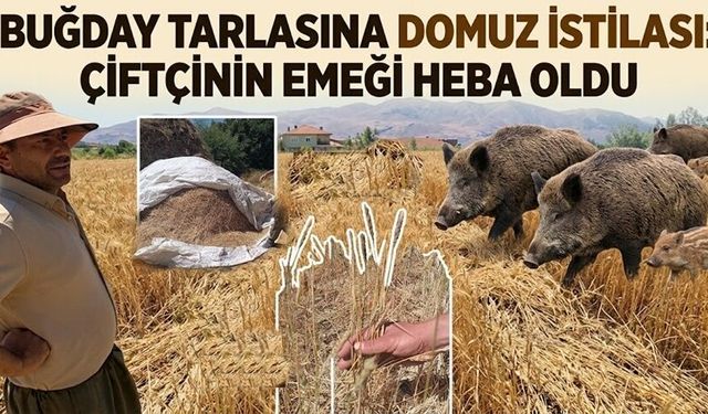 Hakkari’de Domuz sürüleri çiftçileri mağdur etti
