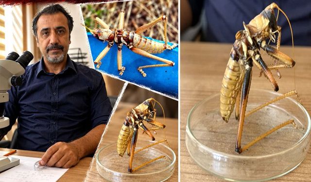 Dev çekirge tedirgin etti, Hakkari'de görevli uzman uyardı