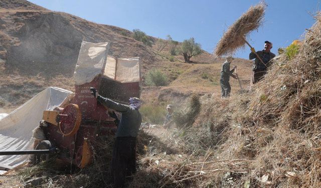 Hakkari'de besicilerin patoz mesaisi başladı