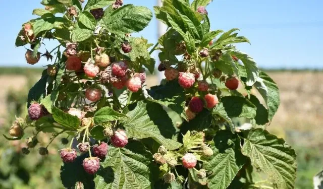 Ahududu ve böğürtlen çiftçiye yeni gelir kapısı oldu