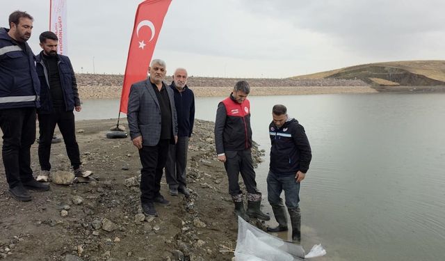 Van'da göletlere 700 bin sazan yavrusu bırakıldı