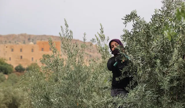 Mardin'de zeytin hasadı başladı, 400 dönümde verim arttı