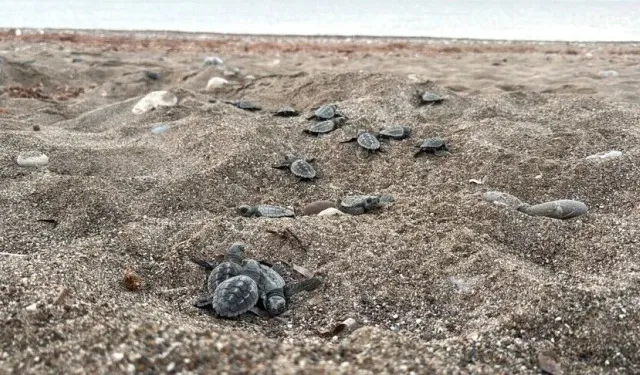 Antalya'da 200 bin caretta caretta denize ulaştı
