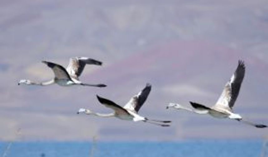 Göçmen kuşlar yavrularını Erçek Gölü'nde büyütüyor