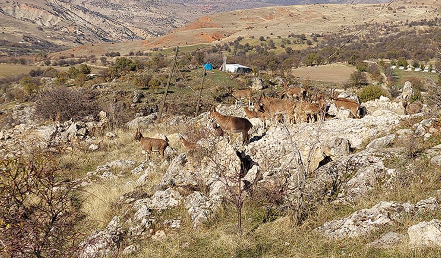 Yaban keçileri yerleşim yerinde görüntülendi