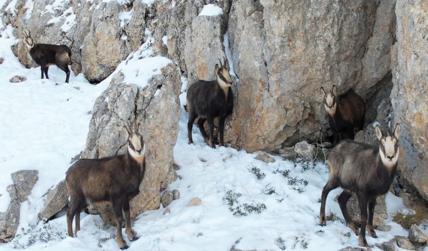 Çengel boynuzlu dağ keçileri görüntülendi