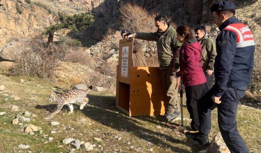 Yavruyken bulunmuştu 6 aylık bakım sonrası doğaya salındı