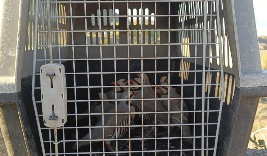 Van'da keklik avcılarına para cezası kesildi