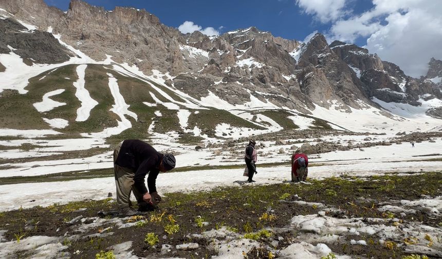 Hakkari’de vatandaşlar pancar toplamak için dağları tırmanıyor