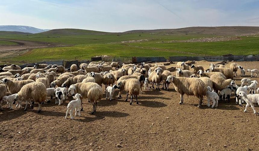 Derecik'te şap hastalığı: Hayvan hareketleri durduruldu