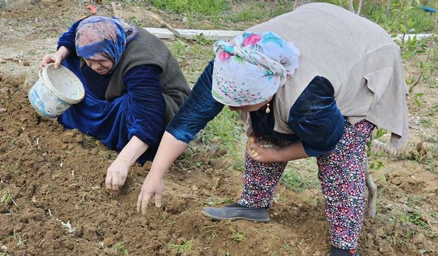 Hakkari’de bağ bahçe sezonu başladı
