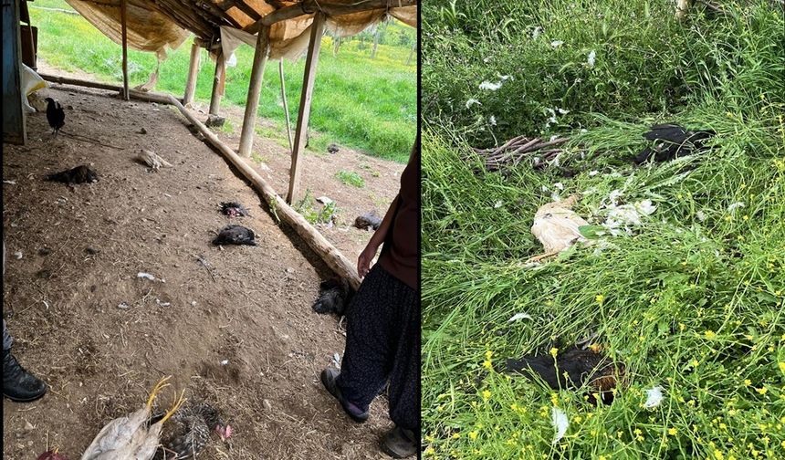 Hakkari'de başıboş köpekler çok sayıda tavuğu telef etti