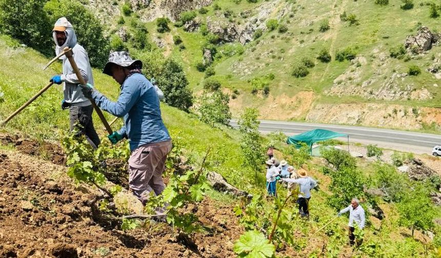 Hakkari'de köylülerin bağ çapalama mesaisi başladı