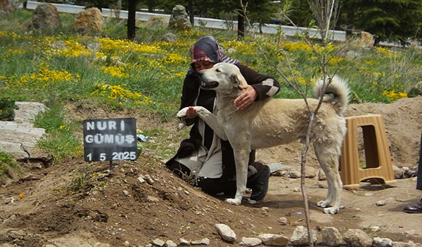 Sahibinin mezarının başından ayrılmıyor