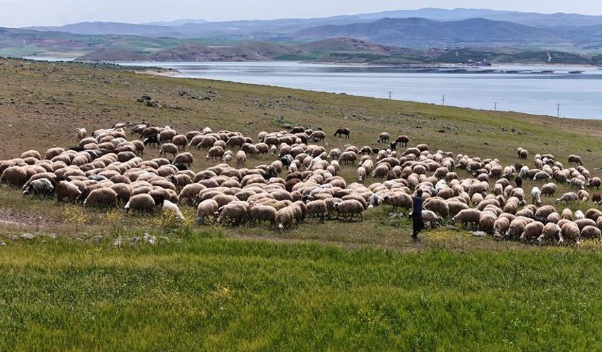‘Şafaklılar’ın 3 bin rakımlı yaylalara yolculuğu başladı