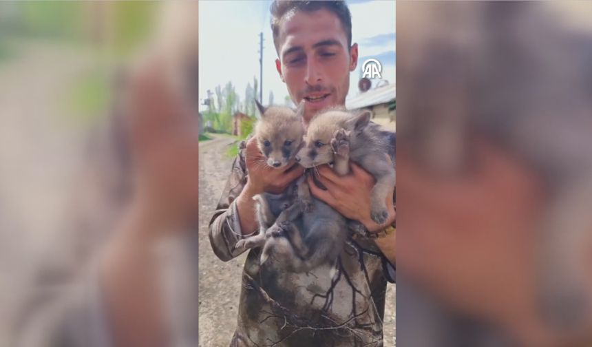 3 tilki yavrusunu ineğinden sağdığı sütle besliyor