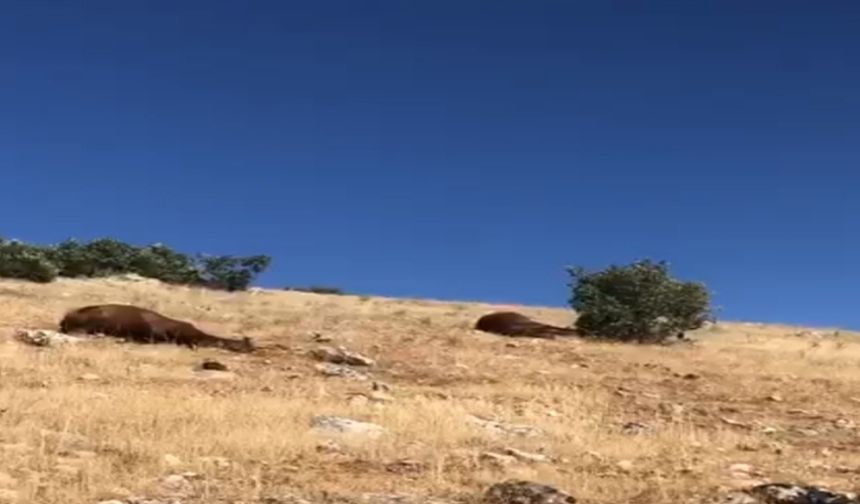 Batman'da 7 yaban atı kim, neden öldürdü?