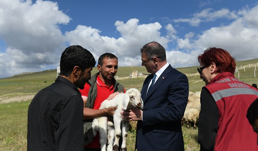 Van'da besicilere dağıtılan koyun sayısı 235 bine ulaştı