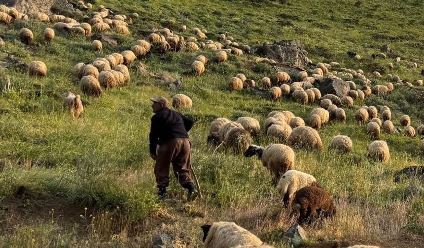 Hakkari’de çobanların bayram mesaisi