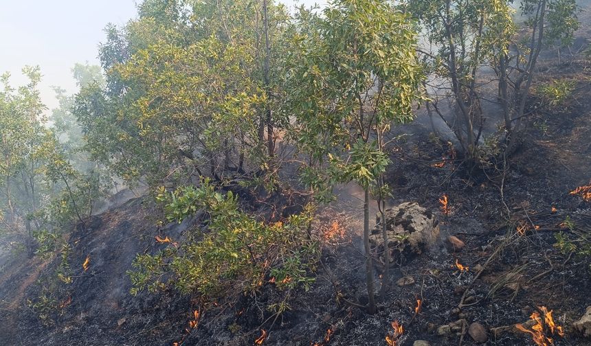 Hakkari'de orman yangını kontrol altına alındı