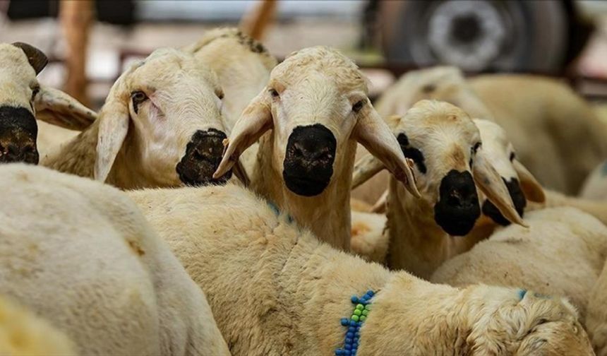 "Hakkari'de kurban kesimini engelleyici bir karar yok"
