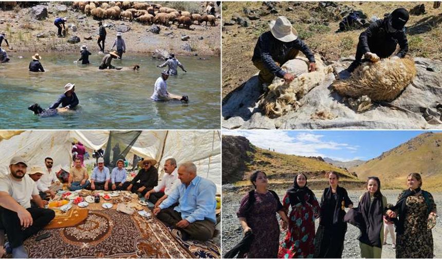 Hakkari’de geleneksel koyun kırkma şenliği renkli görüntülere sahne oldu