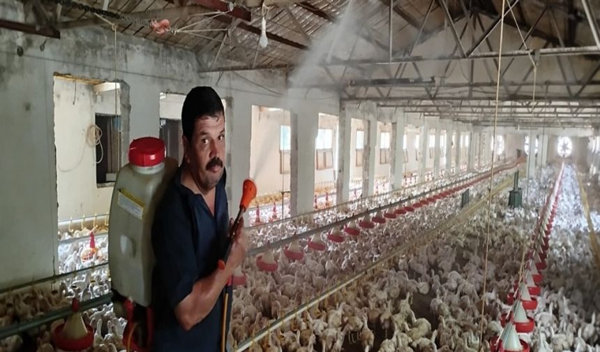 Aşırı sıcakta tavukları buzlu suyla serinletiyor