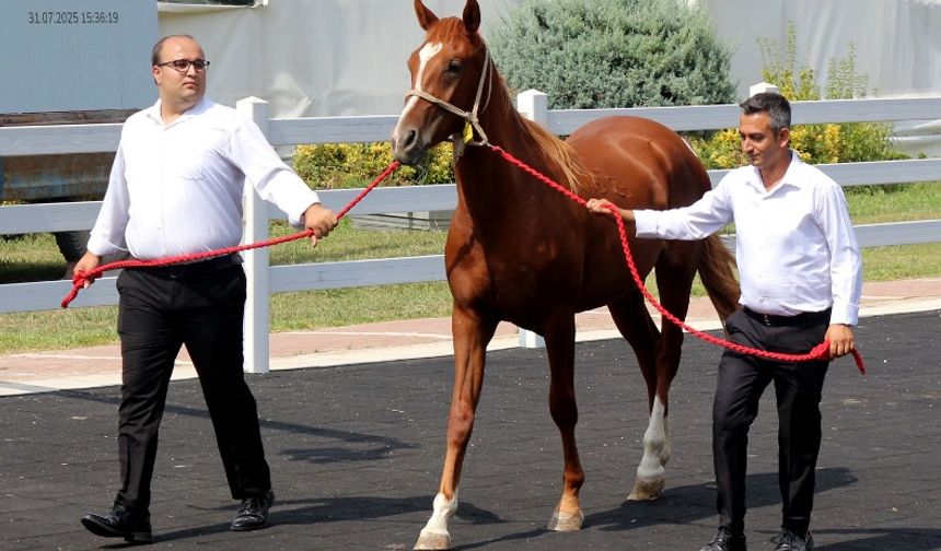 TİGEM'den 45 milyon liralık tay satışı