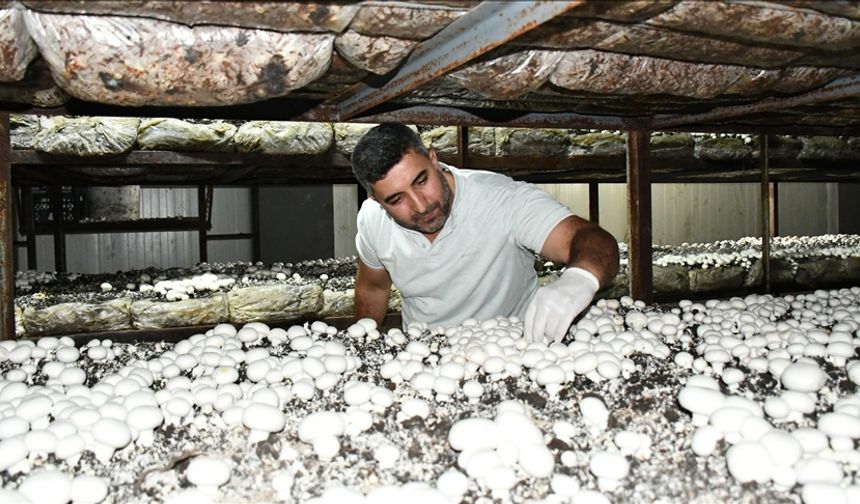 Batmanlı girişimci yılda 600 ton kültür mantarı üretiyor