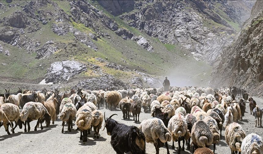 Hakkari'de sürüler sağım için zorlu yolları aşıyor