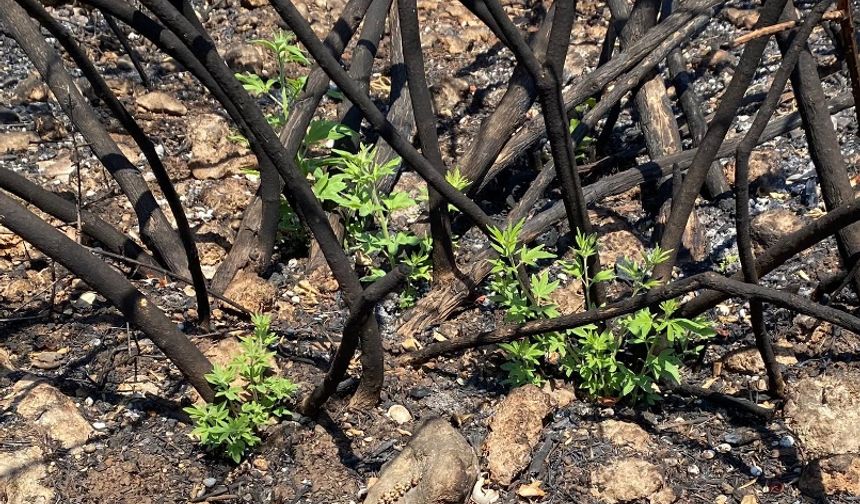 'Yanan yerlere badem, zeytin, ceviz dikme fikri, bilimsel gerçeklikten uzak'