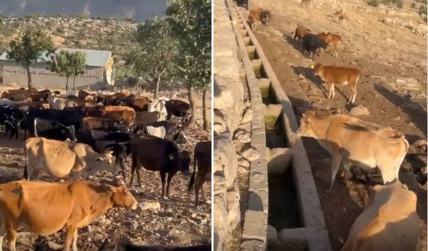 Derecik'te su kanalı başında çaresiz bekleyiş