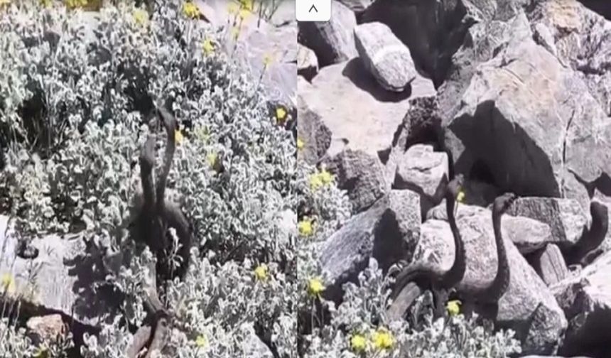 Hakkari'de boş arazide dans eden yılanlar görenleri şaşırttı