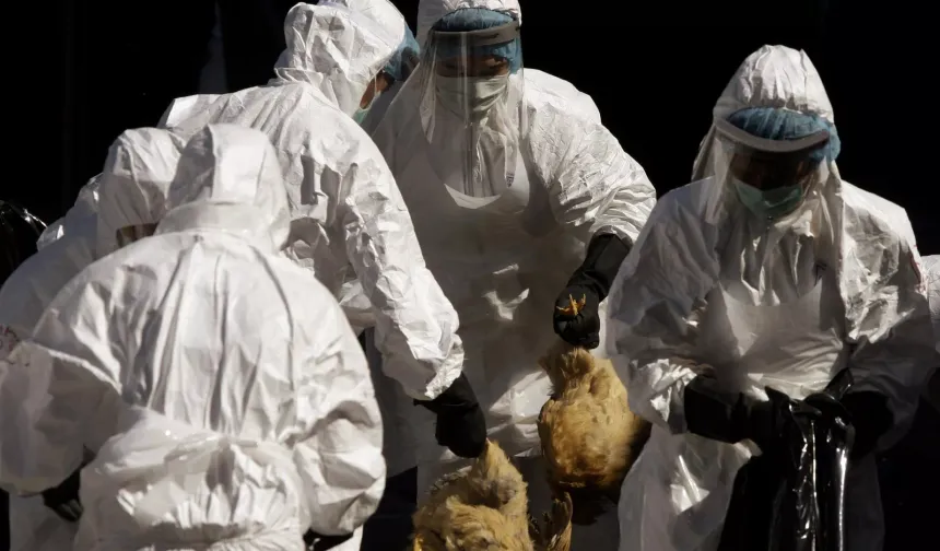 Dünya Sağlık Örgütü'nden H5N1  uyarısı