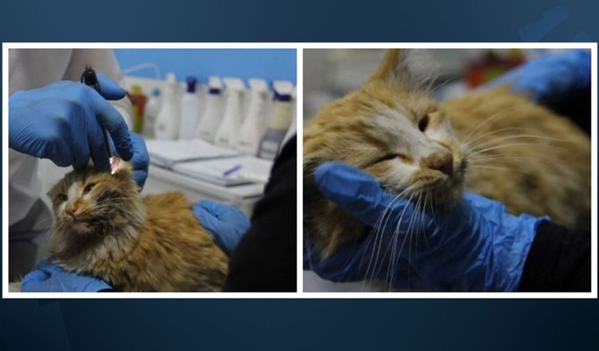 Sivas'ta yavru kedide AIDS çıktı