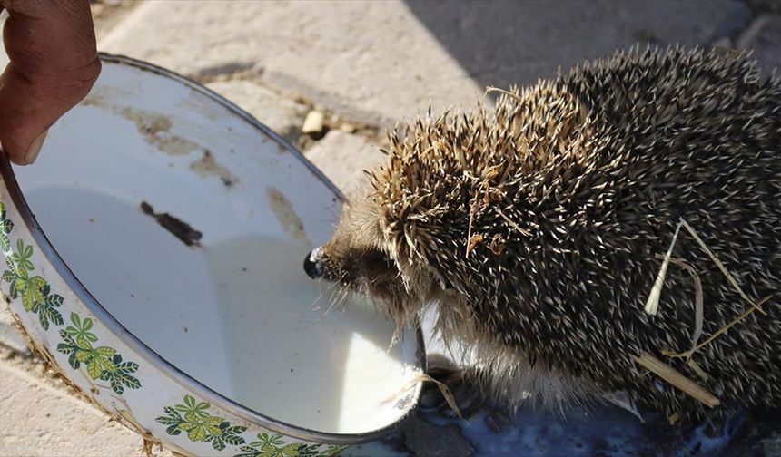 Her sabah ahırına gelen kirpiyi sütle besliyor