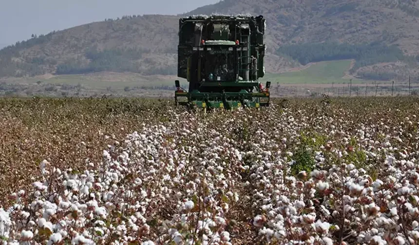 Gaziantep’te pamuk hasadı hasat başladı