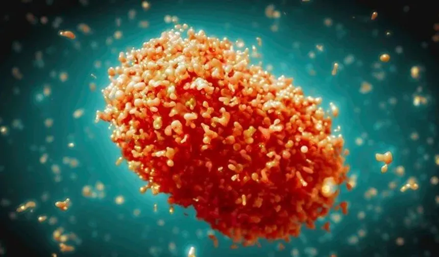 DSÖ'den M çiçeği virüsü uyarısı