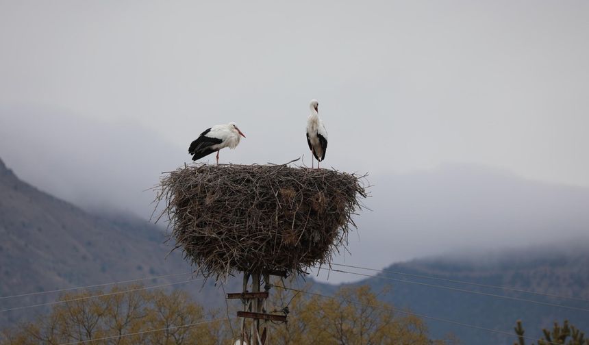 Köyü mesken tutan leylekler, 10 yıldır göç etmiyor
