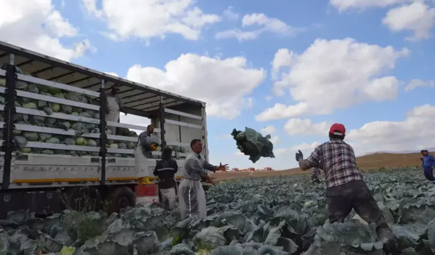 Türkiye'nin beyaz lahana üretiminin yüzde 20'si Niğde'den