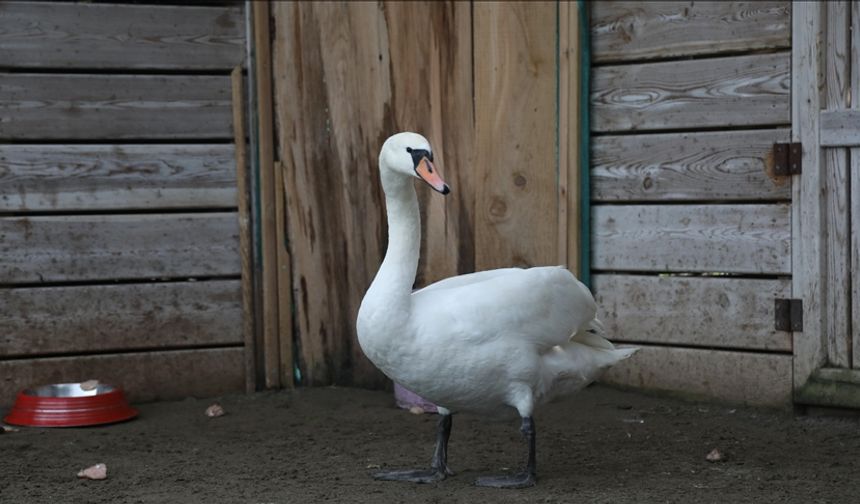 Göç yolunda bitkin düşen kuğu kurtarıldı