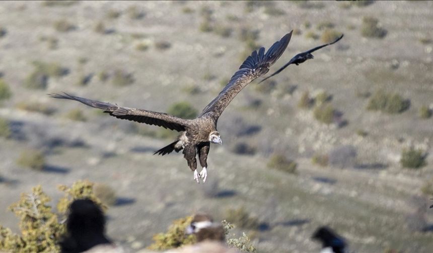 Bolu istasyonunda akbaba izleri takip ediliyor