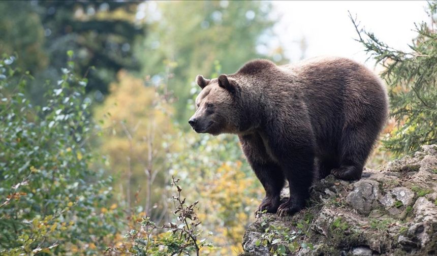 Japonya ayı saldırılarına karşı yapay zekaya geçti