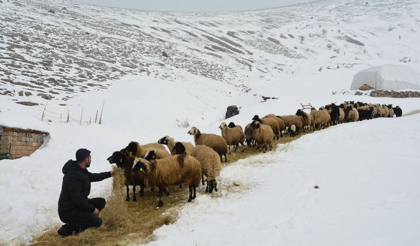 Kar ve soğuk havada besicilerin zorlu mesaisi sürüyor