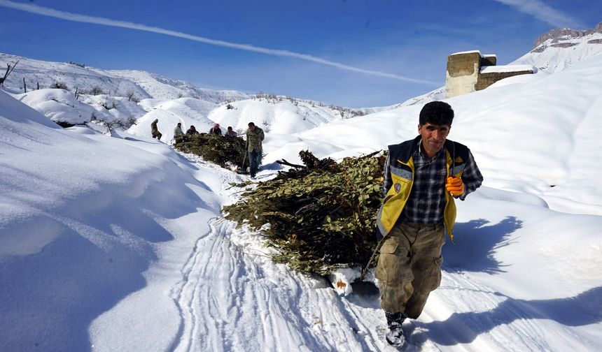 Hakkari’de besiciler karda kızakla hayvanlarına ot taşıyor